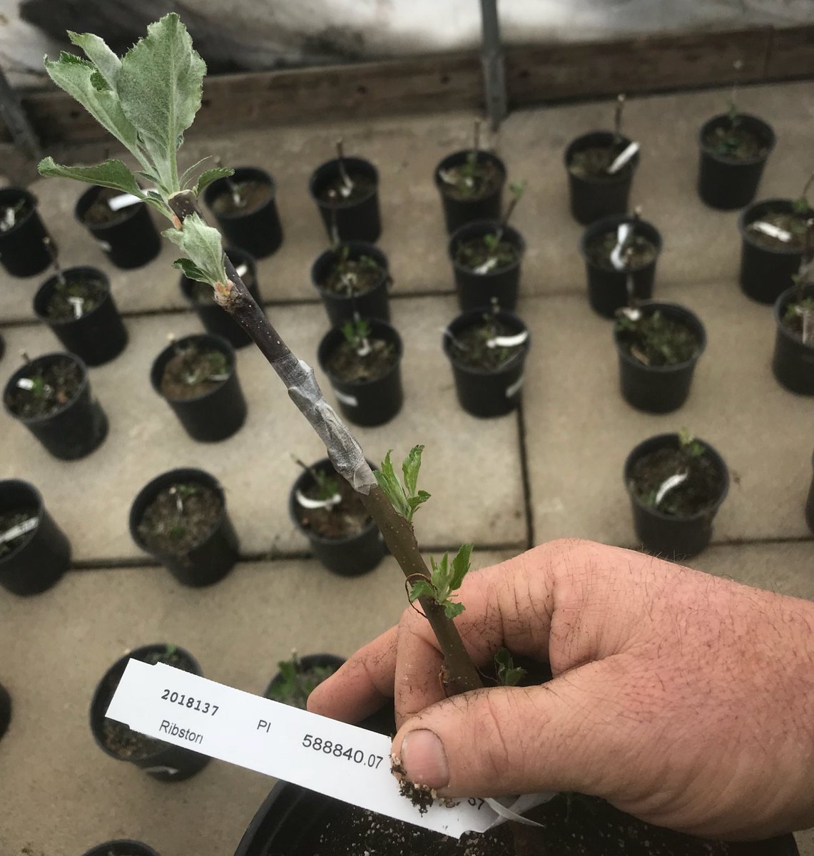 sturgesorchards tweet media