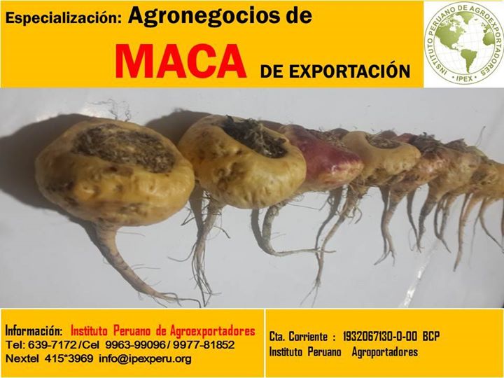 MacaPowderBenef's tweet image. #Superfoods #MacaPowderBenefits #MacaRoot
Read more: bitly.com/benefitsmaca