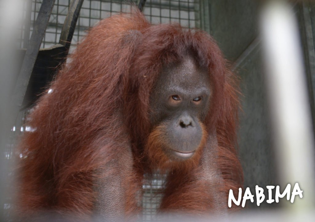 Nabima, aged 3 months and Nabima today. Time to go home to the forest where you belong, beautiful girl! #OrangutanFreedom