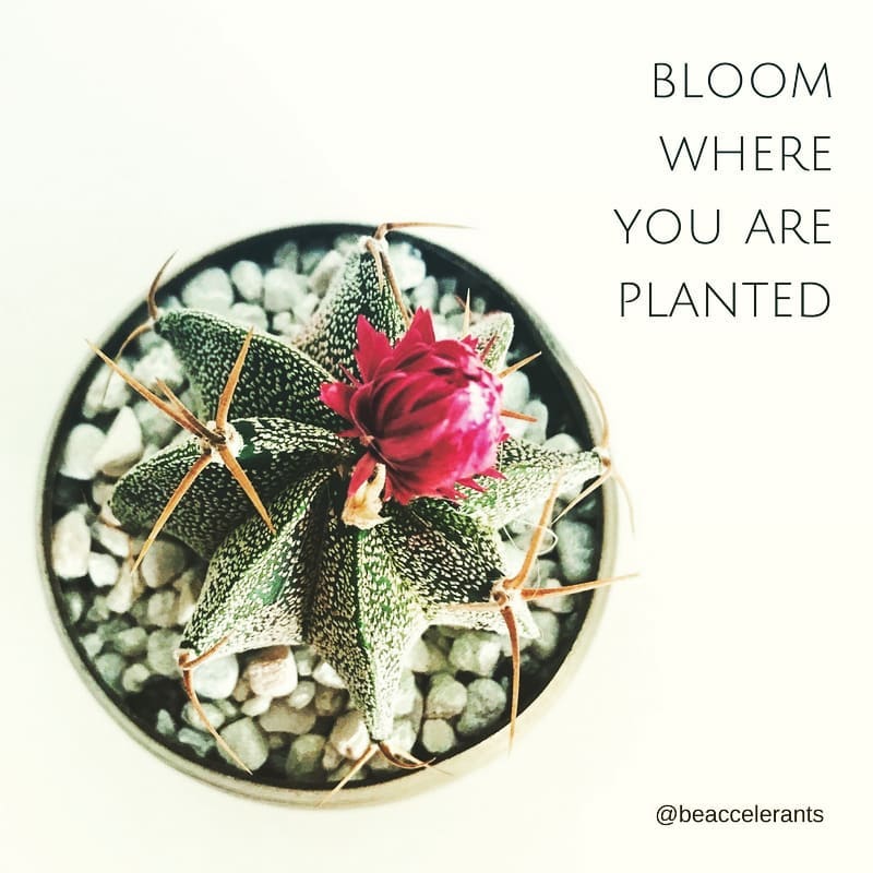 evangelnation's tweet photo. Leaning on your own understanding can undermine your faith. Trust the One who knows the end from the beginning. #bloomwhereyouareplanted #godsgotthis #MondayMotivation https://t.co/JWpNARFl7z
