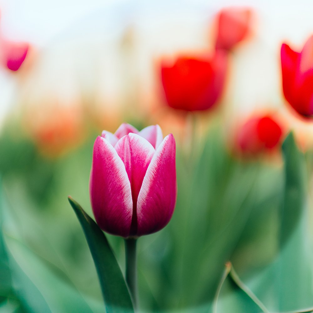 perfectlens_ca's tweet photo. "Every flower is a soul blossoming in nature" - Gerard De Nerval #SeePerfectly #MondayMotivation #HealthyLiving #Mindfulness #Spring #Flowers https://t.co/bB4vvLyXhu