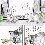 興味があるのはそっちｗ猫の「つーさん」がとんでもない貫禄でナンパ猫を撃退する話ｗ