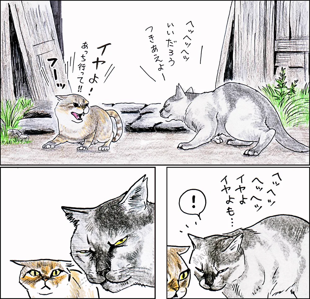 興味があるのはそっちｗ猫の「つーさん」がとんでもない貫禄でナンパ猫を撃退する話ｗ