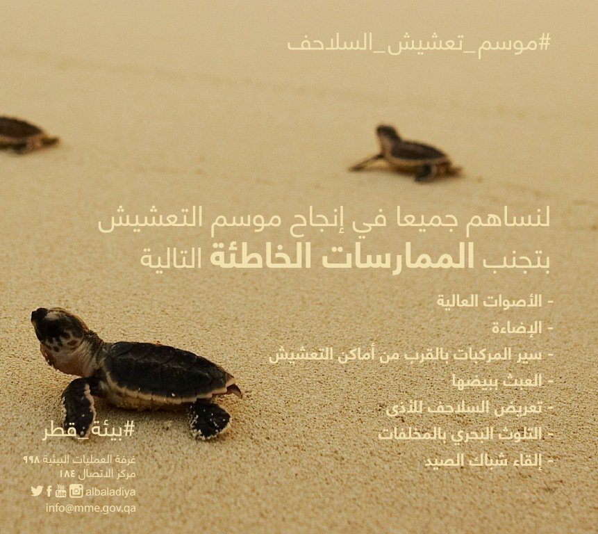albaladiya's tweet photo. لنساهم جميعا في إنجاح #موسم_تعشيش_السلاحف 2018 بتجنب الممارسات الخاطئة المؤذية لصغار السلاحف بالشواطئ.
#قطر #بيئة_قطر
#Qatar https://t.co/jL8ofGXNgz