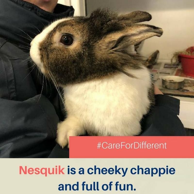 RSPCADerby's tweet photo. #adoption #feline #whiskas #wetnoses #bestfriend #instapic #instagood #photooftheday #picoftheday #cats #dogs #rabbits #canine #rodents #rescue #animalhero #lovepets #rescuepets #carefordifferent #caretoadopt https://t.co/81W1uBylCy