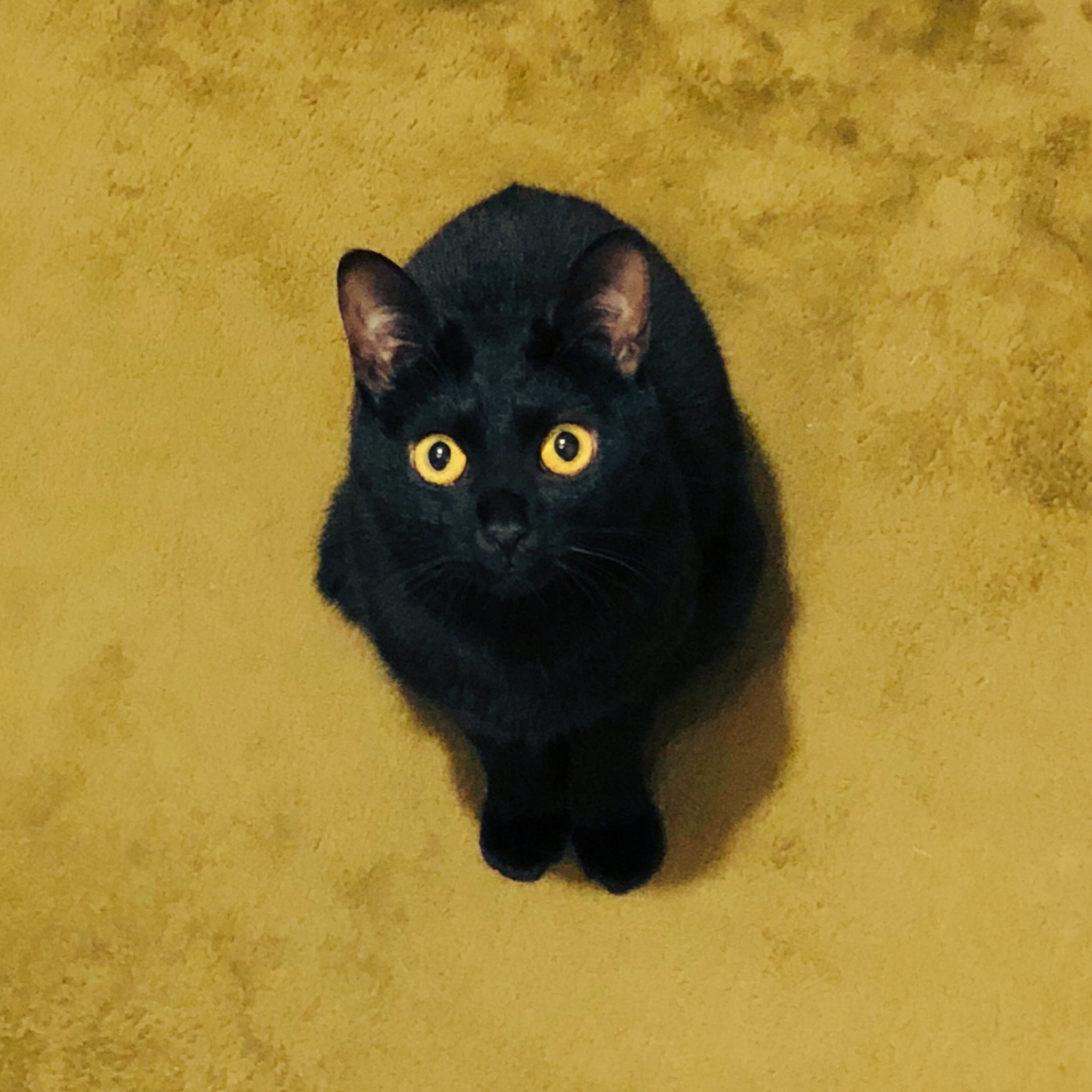 ⭐︎ランランページひ⭐︎のびねこ他⑥ しぃちゃん on X: 