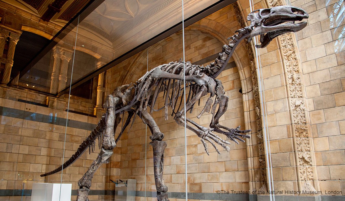 Natural History Museum on Twitter: