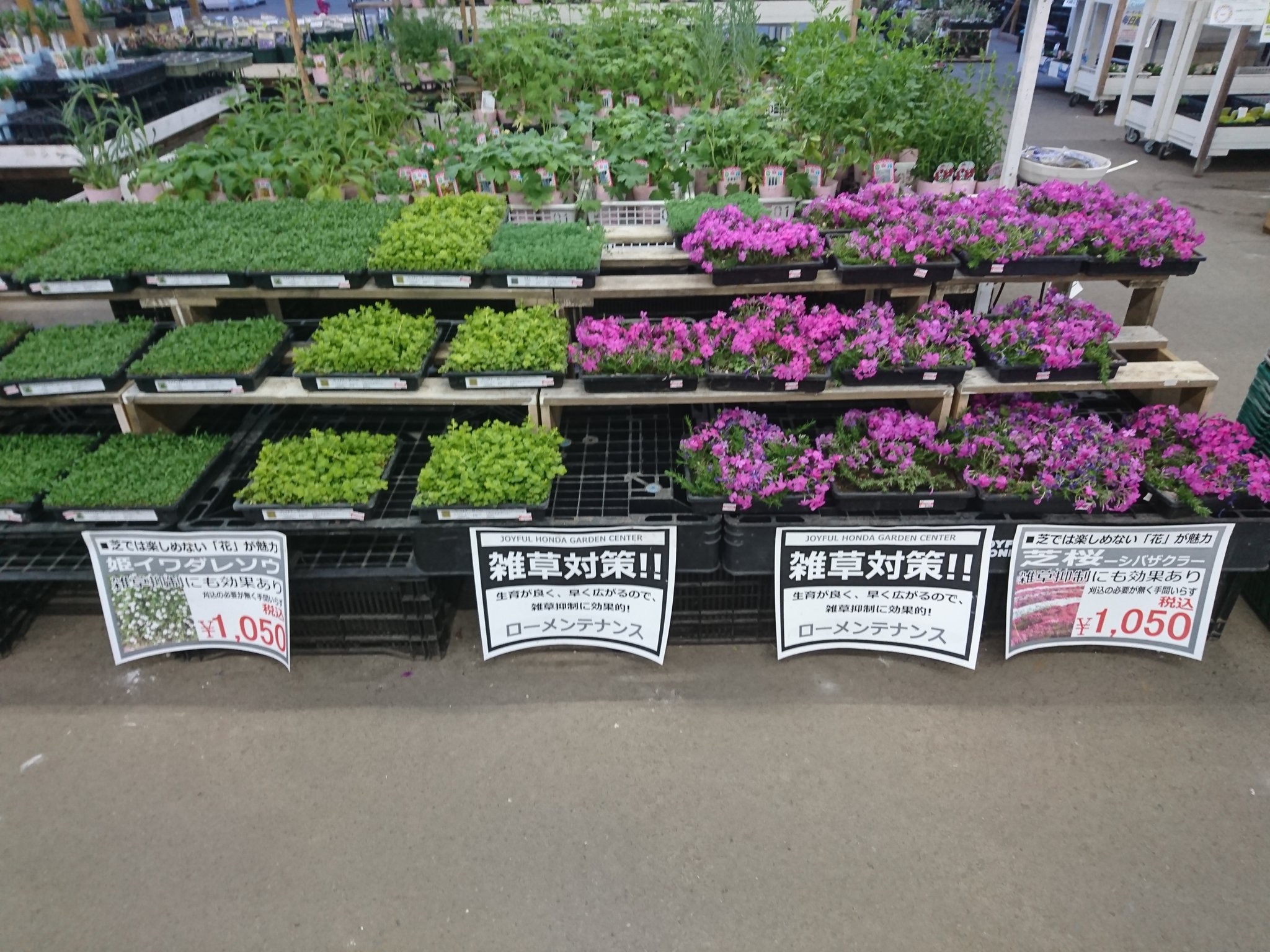 ジョイフル本田 ガーデンセンター ガーデンセンター幸手店 暖かくなって来ました でも雑草も気にしないといけない季節がやってきます 泣 そんな雑草対策にオススメなのが グランドカバーに使える下草のマットです 芝桜やイワダレソウといったお花の