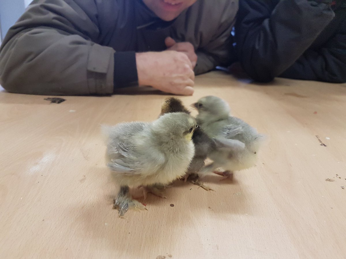 growandsow's tweet photo. Some chicks for Easter: the people we support met our recently hatched Pekin  bantams this week #growandsow #Rowde @Hftonline. https://t.co/5B93qDY0g1