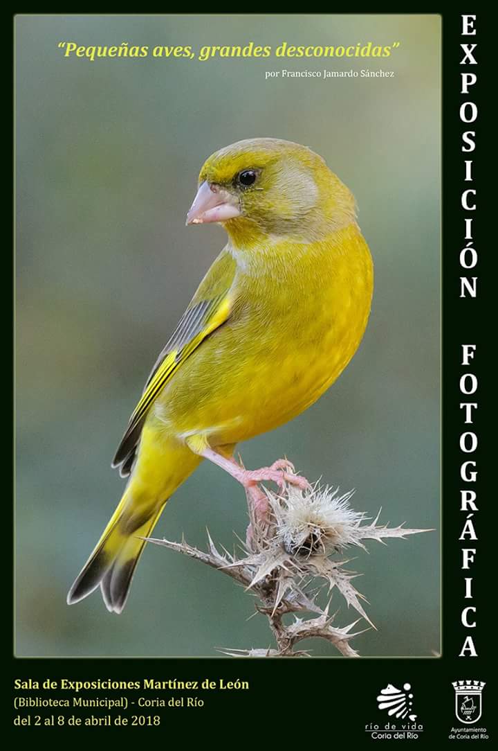 Esta tarde Inauguramos la Exposición Fotográfica "Pequeñas aves, grandes desconocidas", de Francisco Jamardo Sánchez.
Lugar: Sala Martínez de León
Hora: 19:30h 
Os esperamos!!