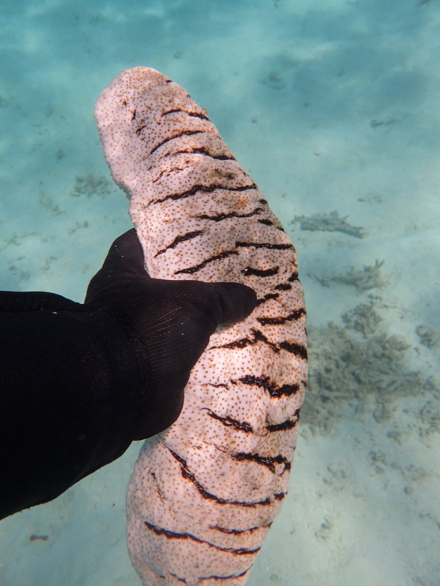 沖縄の海洋生物