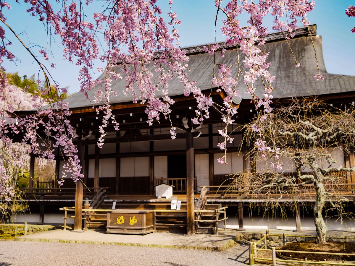 あひる隊長 در توییتر 京都 天龍寺 京都 嵐山 天龍寺庭園の桜風景 Olympuspenepl7 京都 嵐山 天龍寺 曹源池 写真好きな人と繋がりたい ファインダー越しの私の世界