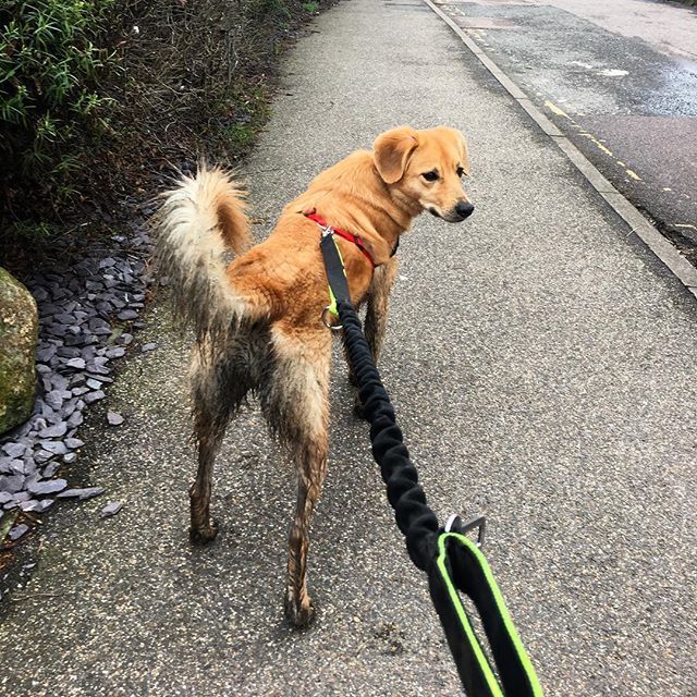 Rainy rain mucky pup pup #easterweekend #fenditton #dogwalk #someoneneedsabath ift.tt/2EcyZlb
