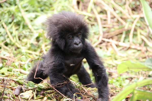 .
.
.
#gorilla #baby #gorillababy #conservation #mountaingorilla #easter #endangered #rwanda #drc #uganda #gorillaorganization