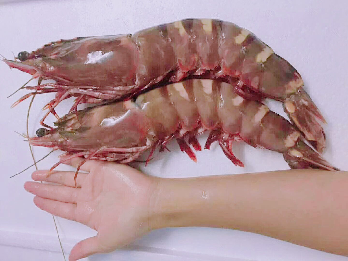 Yicai Global 第一财经on Twitter A Secret Restaurant Found In Shenzhen Never Seen This Kind Of Shrimp Before Yicai Global 第一财经on Twitter A Secret Restaurant Found In Shenzhen Never Seen This Kind Of Shrimp Before