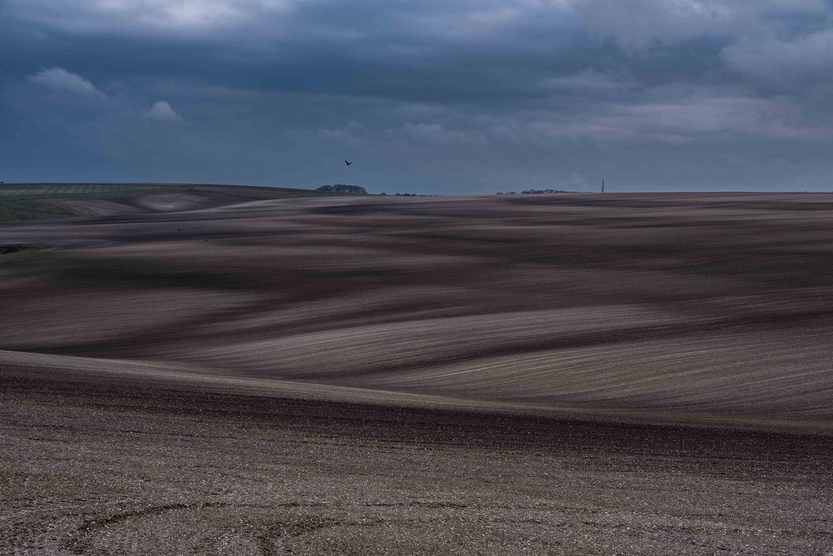 focalthingy's tweet photo. Never just a field #fsprintmonday #wexmonday #timeforwiltshire #viewfromtheA303 #meredown #wiltshire #landscapephotography #lightandland https://t.co/W1Eqm7cXpx