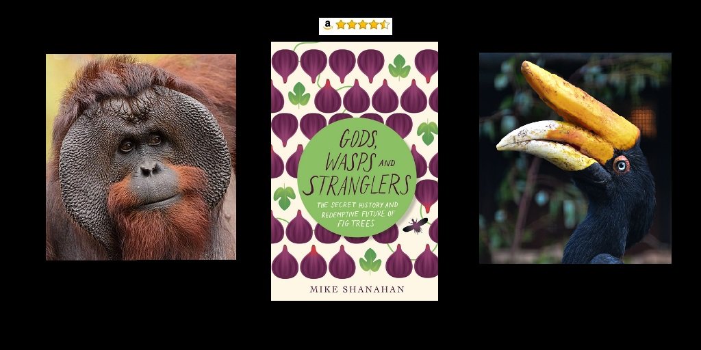 shanahanmike's tweet photo. Figs feed more animals than any other fruit — over 1200 bird &amp; mammal species. But that’s just one reason they’re special. Their story is profound.
10 days until paperback is out (you can pre-order it here: https://t.co/Fk5xgRAxfX) #FigsBook More info https://t.co/hsvLvhJJsp https://t.co/uPNP87dJ9U