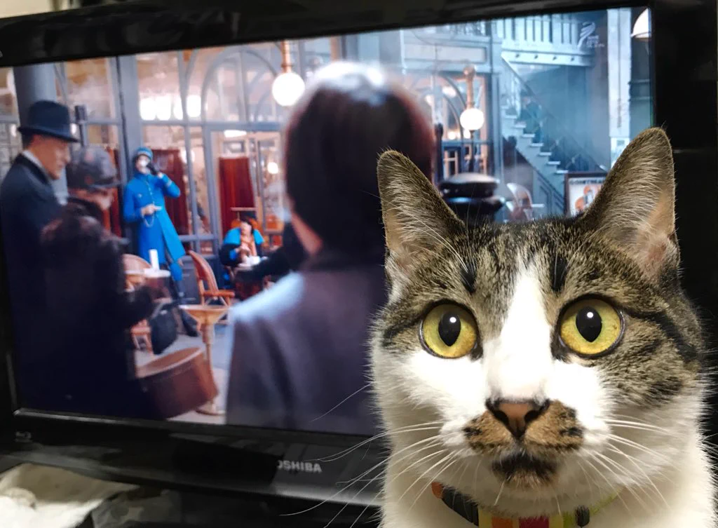 いや面白すぎでしょｗなんか合成したような顔をしている猫がほんとかわいすぎるｗ