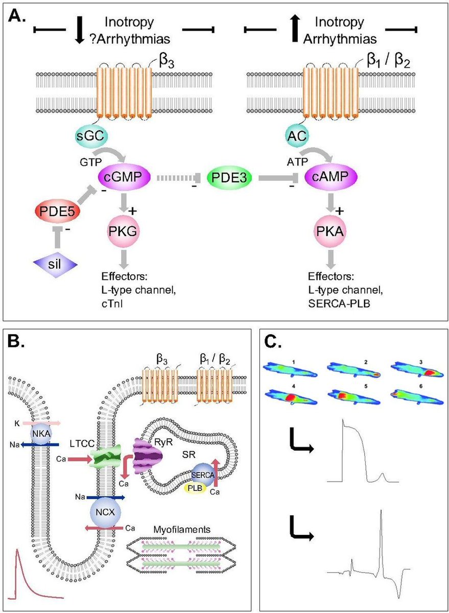 Heart_BMJ's tweet photo. Phosphodiesterase-5 inhibitors and the heart: compound cardioprotection? | Heart https://t.co/27VVQ6vHjw https://t.co/GRA0PKL4pT