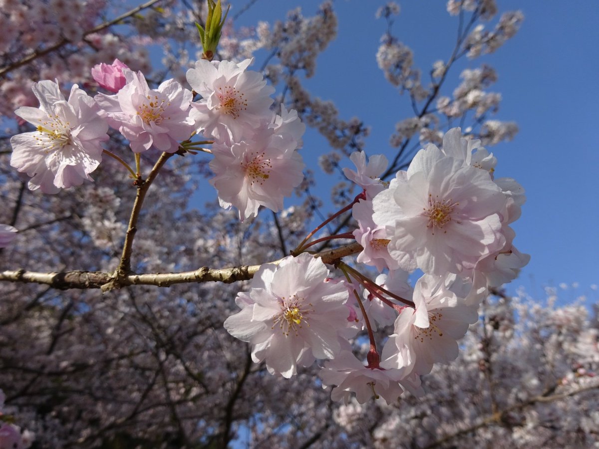 二本松寺 あじさいの杜 茨城県潮来市 در توییتر 先週末 水郷おみがわ桜つつじまつり に行ってきました 香取市の小見川城山公園というところで開催されています 二本松寺 桜 つつじ 香取市 城山公園 桜つつじまつり 観光