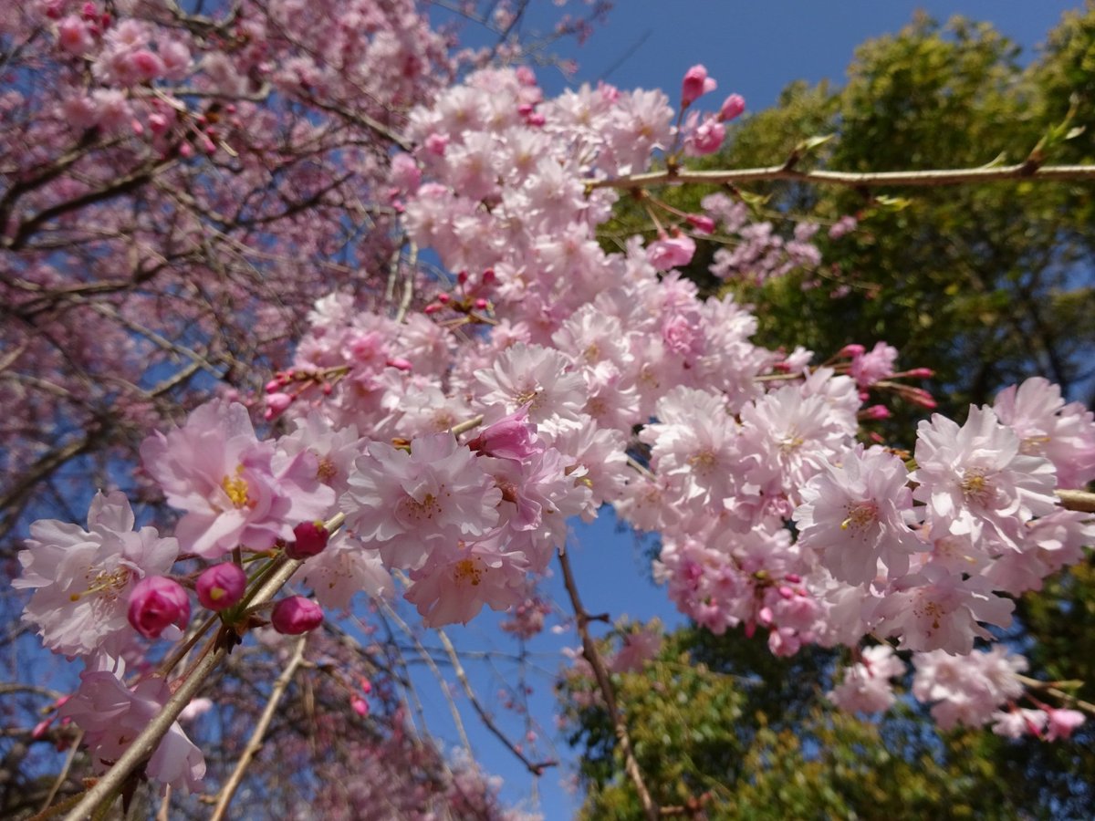 二本松寺 あじさいの杜 茨城県潮来市 در توییتر 先週末 水郷おみがわ桜つつじまつり に行ってきました 香取市の小見川城山公園というところで開催されています 二本松寺 桜 つつじ 香取市 城山公園 桜つつじまつり 観光