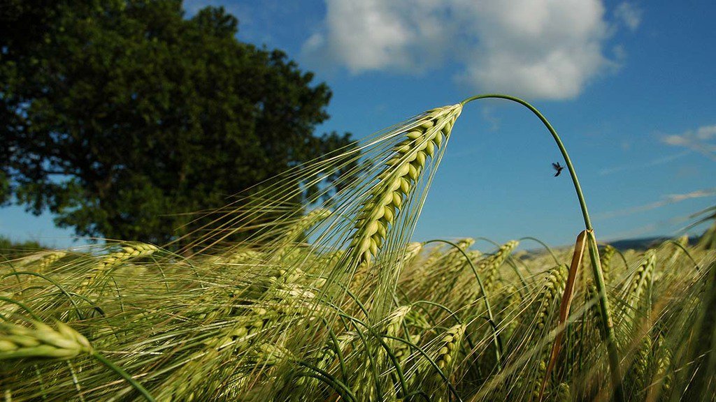 Interesting series from @FarmersGuardian on how some of the nation's top arable farmers are rising to meet the challenges with Brexit looming 🇬🇧🌽
#Bayer #CostChallenge
bit.ly/2G8EBBU