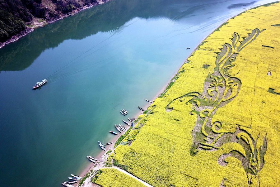 PDChina's tweet photo. Phoenix is flying: A giant 'Chinese phoenix' spotted in a cole flower field in She county, Huangshan city, East China's #Anhui Province. https://t.co/29vWB4ii5V