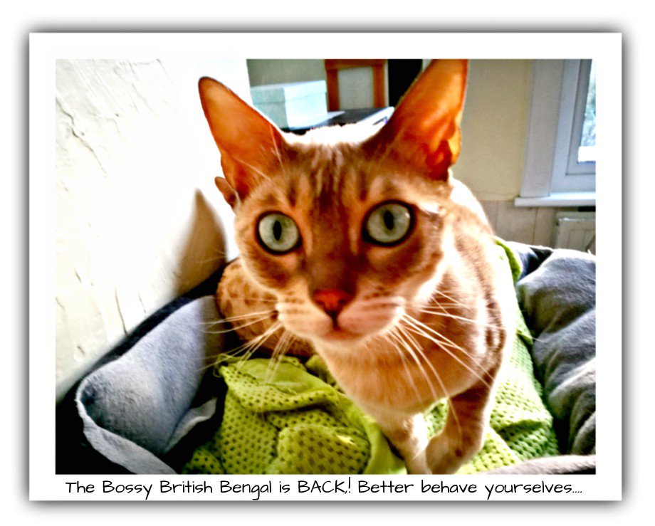 Catty Catty tweet media