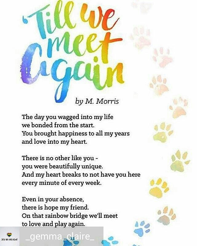 theralphsite's tweet photo. "Till we meet again" by M. Morris
#petloss #petlosshurts #petsarefamilytoo #rainbowbridge #petlosssupport https://t.co/HKEZRmpIcV