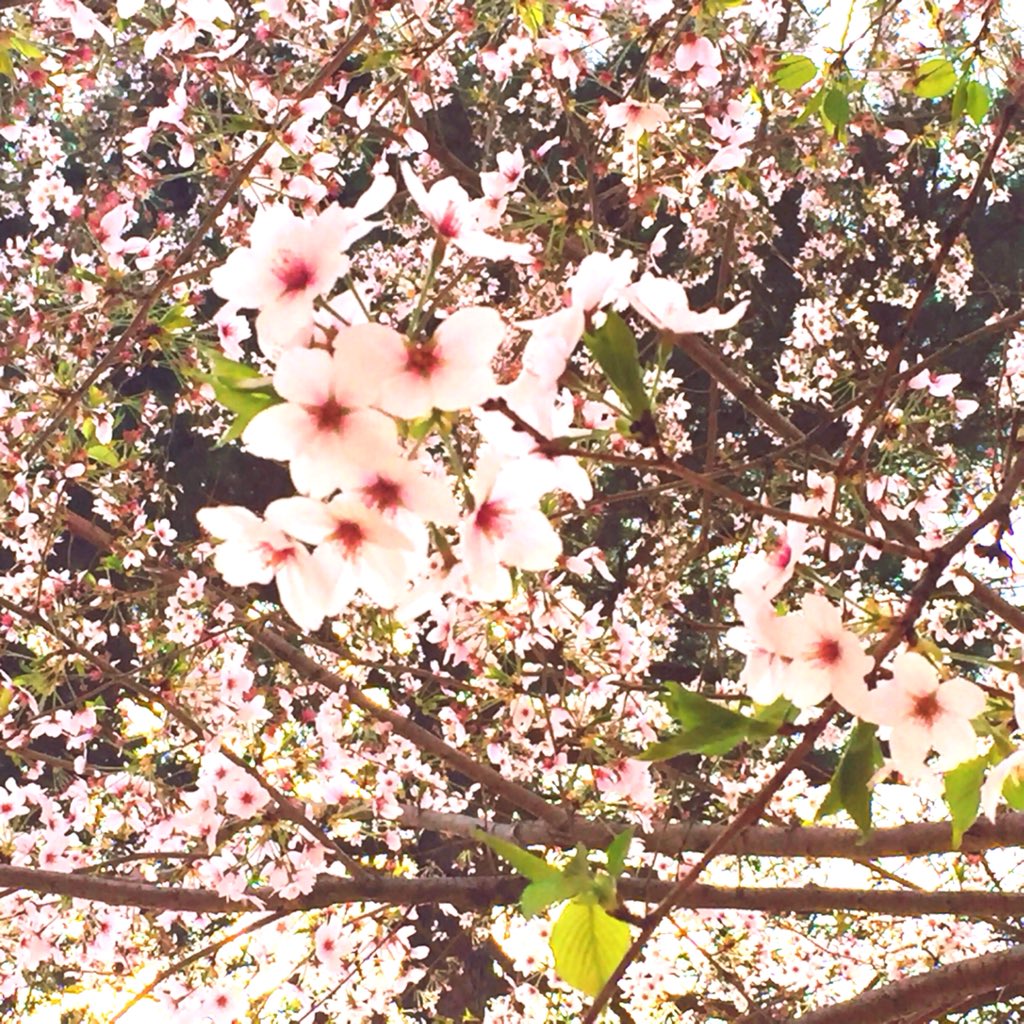 miwa4123's tweet photo. 4/1🌸大宮公園でお花見🌸
ソメイヨシノはもう盛りを過ぎ
枝垂れ桜が綺麗でした😊
八重桜はこれから✨
今年の桜は駆け足です
それにしても💦激混み😅
すごい人、ヒト、ひと💦💦💦
😲色んな人がいて楽しかった😊 https://t.co/Gtgsns1pl2