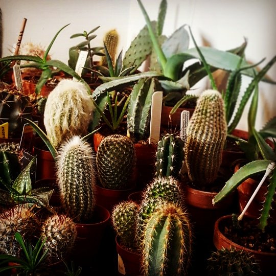 BotanicalBrown's tweet photo. Cacti make excellent houseplants! They can last long periods of drought, live in dry conditions, handle extreme changes in temperature, have beautiful flowers and add a wonderful and natural architectural element to any room. Top tip, position where they'll get direct sunlight! https://t.co/ptirJWGiAc
