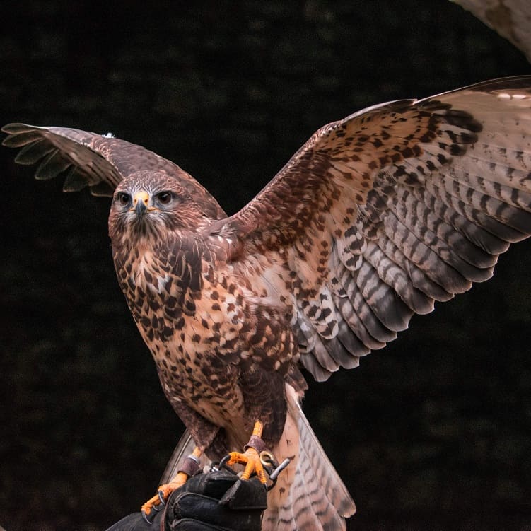 DeirdreFlynn17's tweet photo. #dublinfalconry #Dublin #Ireland
#birdsofprey #nature #photography
Outdoor Studio Photography
#cameraclass #outing https://t.co/8oApp1xr1l