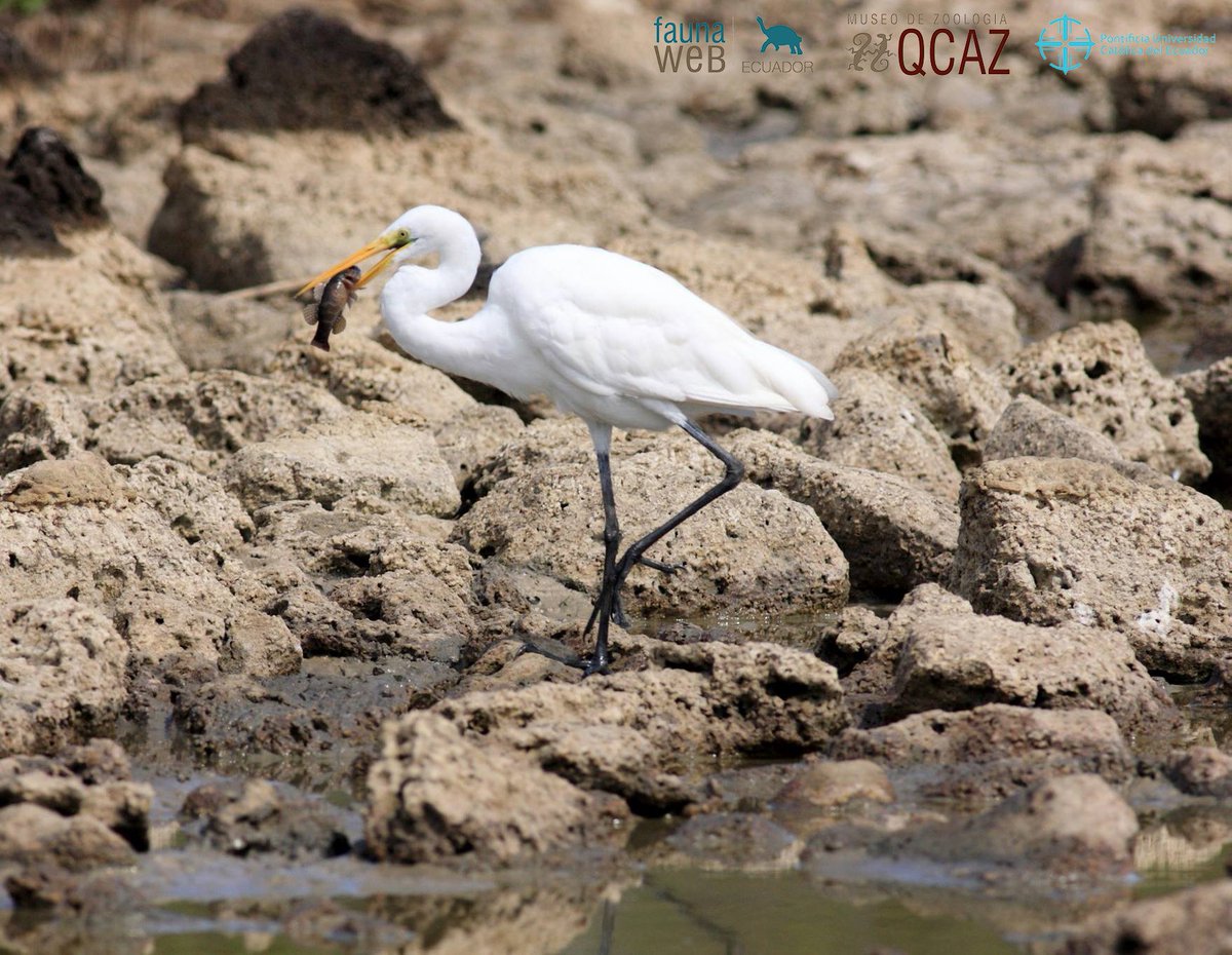 bioweb9's tweet photo. La especie del día. La Garza Blanca es común en las zonas bajas del Ecuador. Esta especie tiende a ser gregaria, forma grandes colonias para las épocas de anidación. Galápagos, Santa Cruz. Ardea alba. Foto: Santiago Ron #birds #biology https://t.co/5mwt8M5EVO