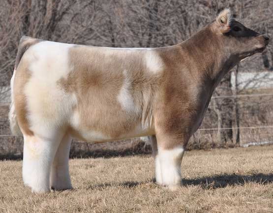 珍しい動物達 テキサストルネード 超モフモフの牛 主に観賞用として改良された品種だそうです ちなみにペットとして買う場合 日本円で410万円ほどだとか