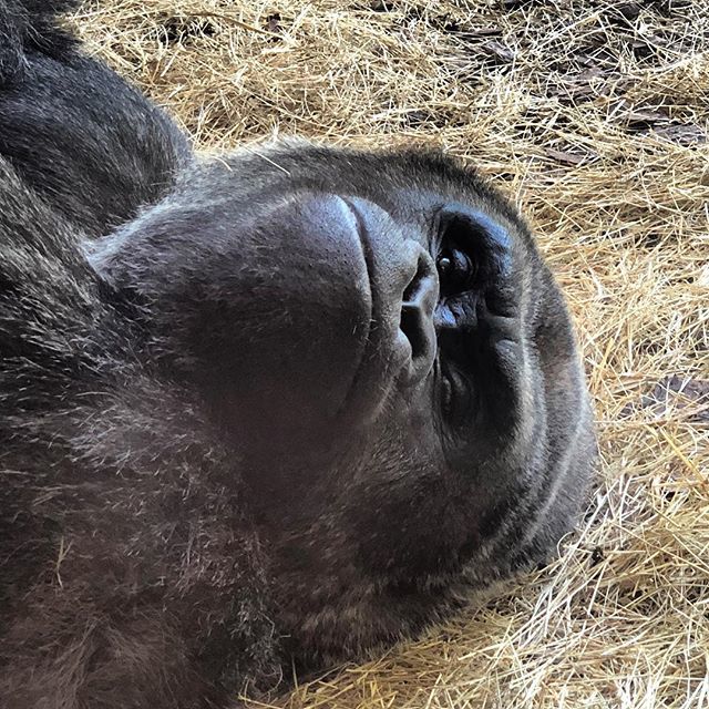 offonthego's tweet photo. Actual photo of me waking up and realizing it was #monday! Who wants a re-do of the weekend?!? @buschgardens @visittampabay #offonthego #motivationmonday #mondayblues #backtowork #missingorlando https://t.co/tXgktq2dpf https://t.co/baI09ZoCzM