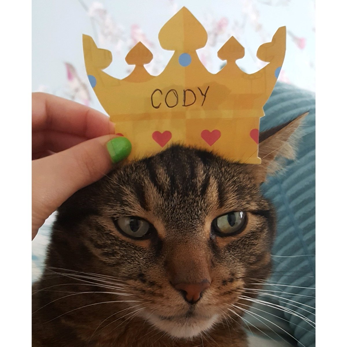 PrincessLizy89's tweet photo. #vipcrown @PetsatHome #hewouldnotsitstill #heisroyalty https://t.co/8vWGRAoORl