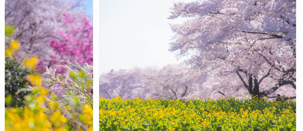 unknownself_'s tweet image. Cherry blossoms in Showa Commemorative National Government Park, Tachikawa, Tokyo. #NikonDf #Sakura #桜 @AP_Magazine @DPhotographer