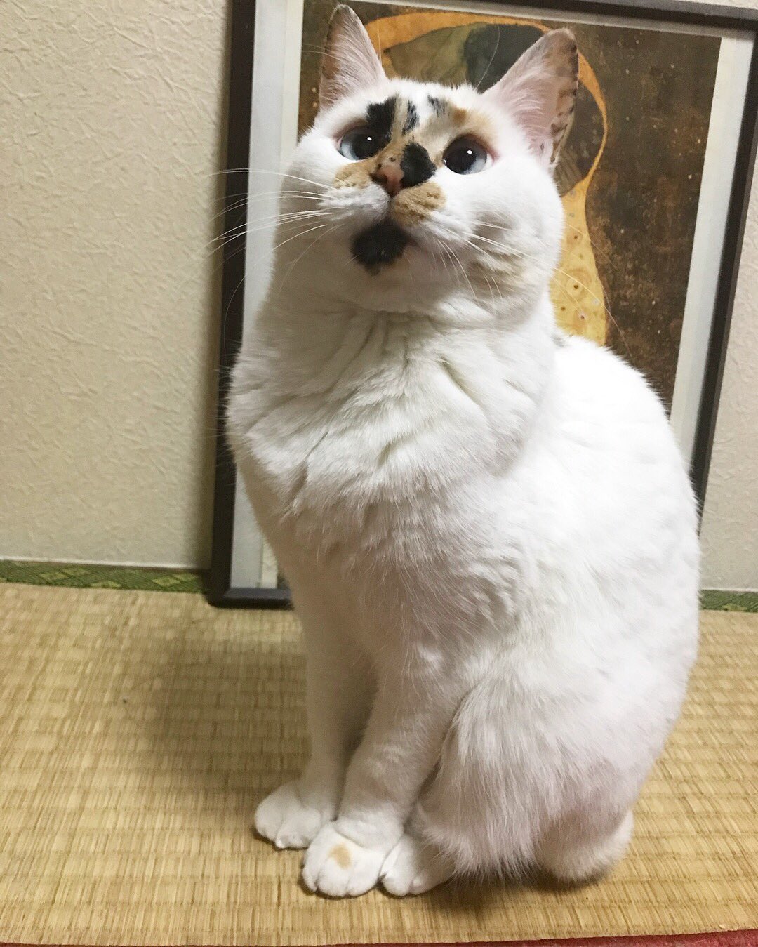 O Xrhsths 太田ポーシャ 猫好きライター Sto Twitter 可愛い女の子もあくびの瞬間はブサイクになる説 ねこ 猫 白猫 三毛猫 Cat ねこ好きさんと繋がりたい O Xrhsths 太田ポーシャ 猫好きライター Sto Twitter 可愛い女の子もあくびの瞬間はブサイクになる説 ねこ 猫 白猫 三毛猫 Cat ねこ好きさんと繋がりたい