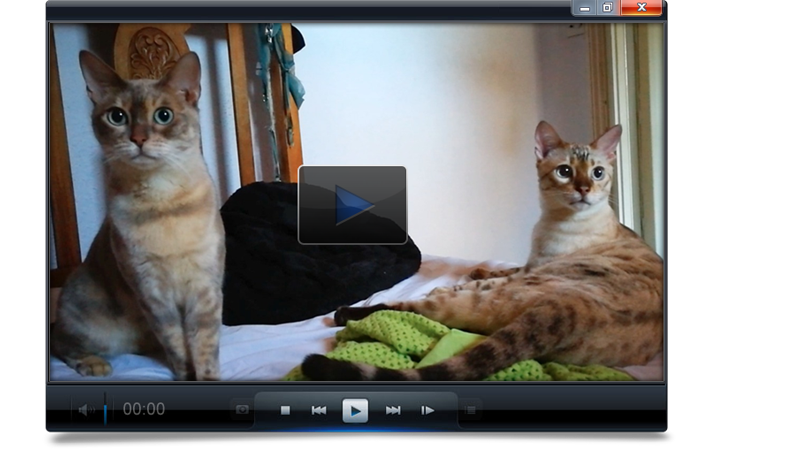 Catty Catty tweet media