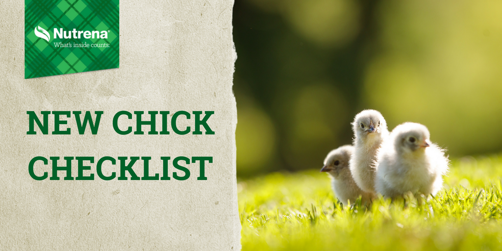 Check out our chick flyer at eriksongrainmillinc.com Are you interested in getting started with chicks? <a href="/NutrenaFeed/">Nutrena Feed</a> feed put together a great checklist on what you will need to get started. #nutrena #chickdays #babychicks pbxx.it/o06k8d