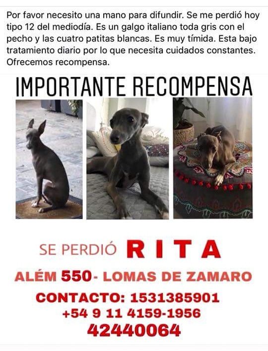 $40.000 de #Recompensa.
Rita se perdió en Lomas de Zamora. 
#galgo italiano 
Hembra, chiquita gris con las 4 patitas blancas, muy tímida y miedosa. Esta castrada. 
Por favor difundan
ESTÁ BAJO TRATAMIENTO NECESITA CUIDADOS CONSTANTES😭
¡GRACIAS!

1531385901
42440064