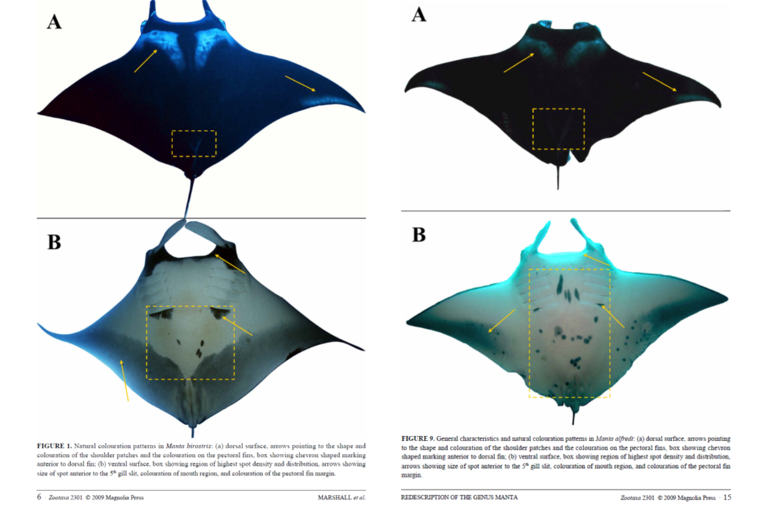 stingray vs manta ray