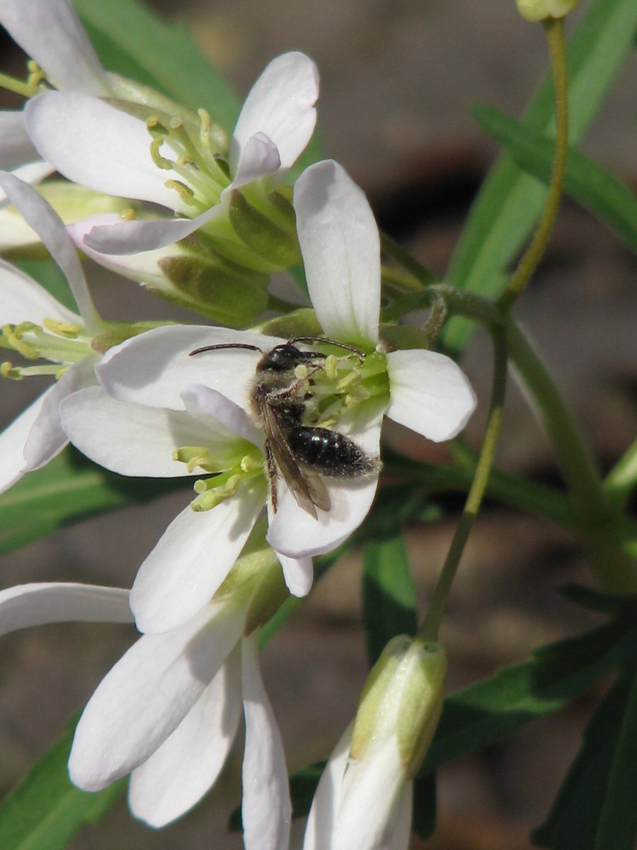 ChasingTao's tweet image. Spring comes to Michigan...