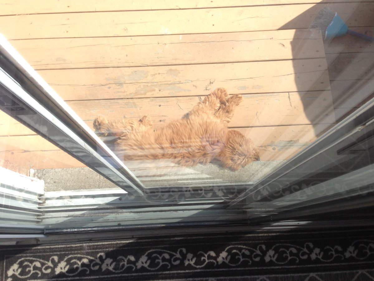 If you need me I’ll be right here. All day. Welcome back, sunshine!! ☀️ #minigoldendoodle #goldendoodle #puppy #puppylife #doglife #puppies #sunshine