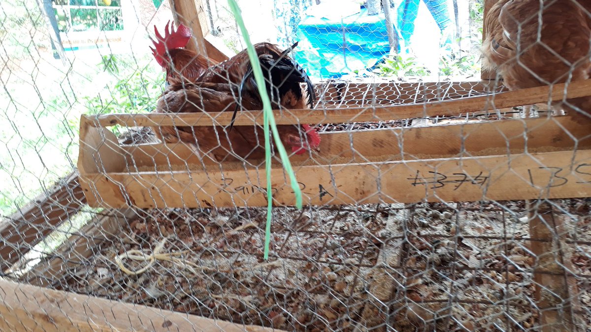 ISekiro's tweet photo. Visited @888cbsfm #Powesa earlier today. There was a lot to learn on how to transform our selves economically with agricultural methods that work for the urban farmer.
Ebyokuyiga Byabade binji nyo. Abategesi nabayoleseza mwena mwebale nyo kusomesa.
Cc:@bbstvug @cpmayiga https://t.co/vBImzMolab
