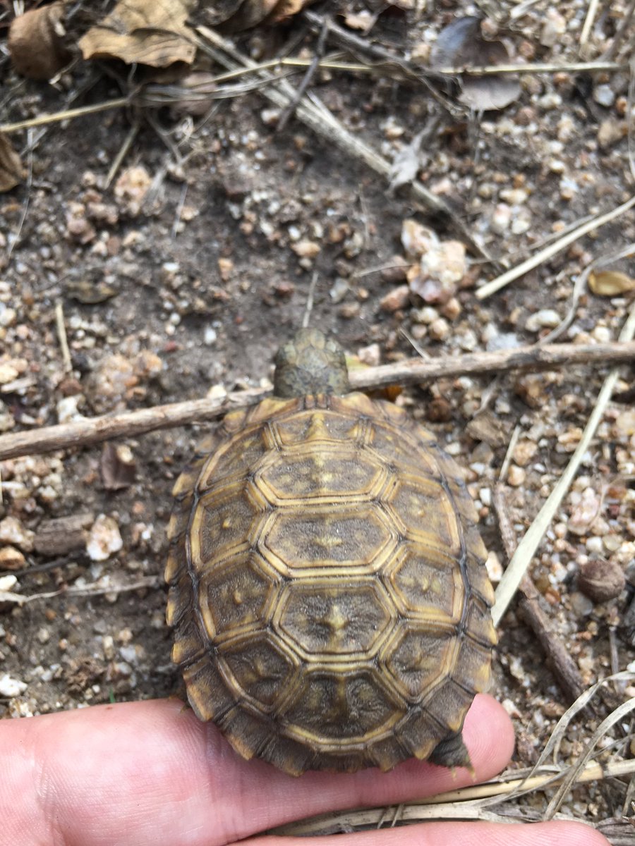 tay_mccurdy's tweet photo. One of Gregory’s babies! Hand for scale! https://t.co/DG3LbvNthE