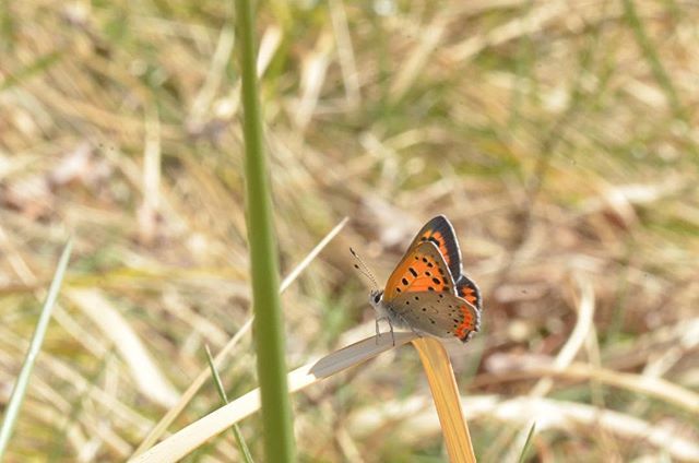 eiichi_ta's tweet photo. #ベニシジミ #蝶 #2018march #lycaena_phlaeas #butterfly #insect #insectagram #macrophotography #insectphotography #kings_insects #naturelovers #instagramjapan #tokyo https://t.co/g07luEMOX7 https://t.co/IK0xbizPwo