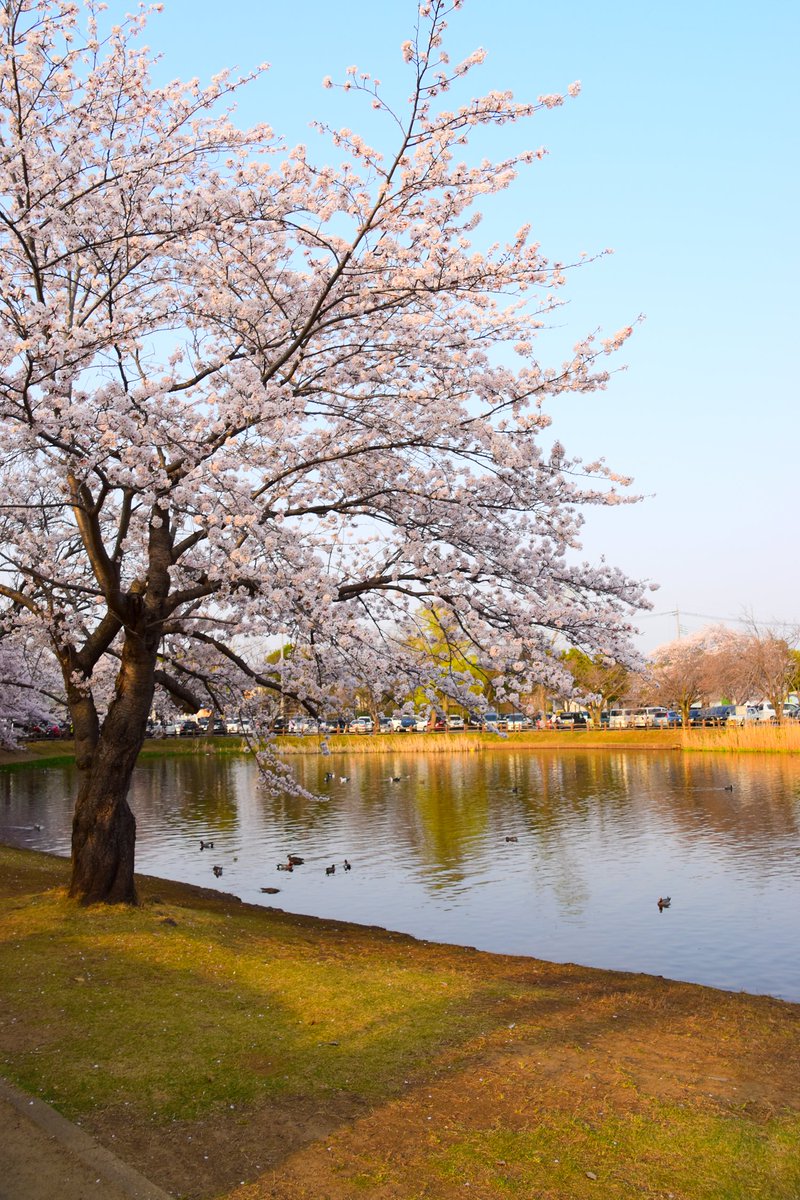 最近撮影した桜の写真です。1-成田山新勝寺 2-香取神宮 3-近所の公園 