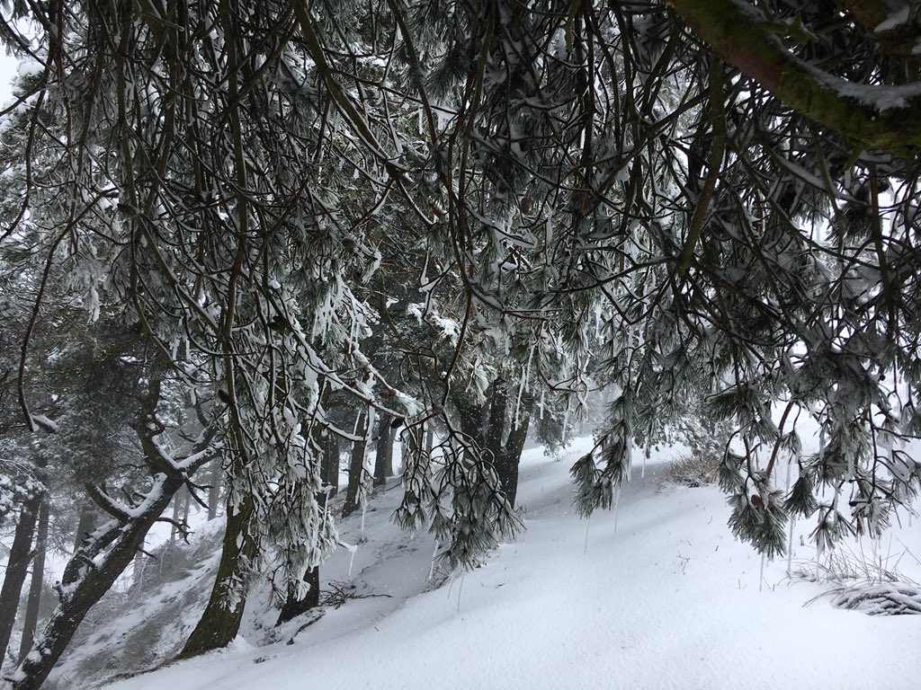 Fire_Events's tweet image. Trees in the snow. 
#ilkleymoor
#ilkley