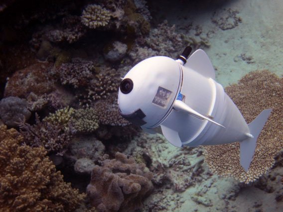 The day pigs fly is the day a robotic fish can swim. 
👾Check outside for some pigs because you're about to meet #SoFi the Soft Robotic Fish for Aquatic Research. Via @RobotGizmos 
Discover more 👉 buff.ly/2IOJ1MH #RackSimply #RoboticFish #aquaticresearch